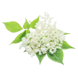 Hyldeblomst naturlig aroma 10 ml